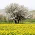 طبیعت بهاری کردستان