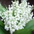 muguet