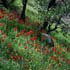 lurestan field poppy 