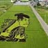 l’art des rizières au japon