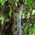 شجرة العنب البرازيلية الغريبة