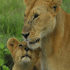 материнская любовь у животных 