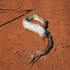 пустынная змея съел ящерицу