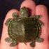 8 leg deformed freak turtle