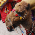 رسم و رسوم جشن عروسی در میان ترکمن ها