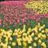 le festival des tulipes à ottawa