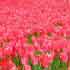 ottawa tulip festival