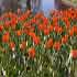 le festival des tulipes à ottawa