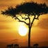 african nature