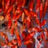 красные рыбки - символ ноуруза