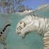 white tiger