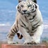 white tiger