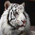 white tiger