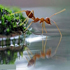 دنیای مورچه‌ها