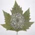 amazing leaf art 