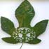 amazing leaf art 