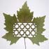 amazing leaf art 