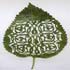 amazing leaf art 