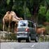 taman safari park 