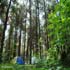 غابة كيسوم في جيلان