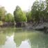 les forêts de mangrove