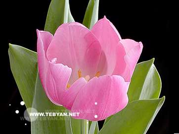 نوش كن جام شراب یك منى