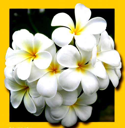 خاک پایت سرمه چشم ملک