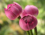 اى دل به كوى عشق گذارى نمی كنى