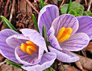 همتایی درضریب هوش 