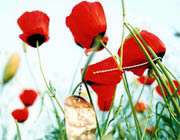 خاطرات گردان یاسین (2)