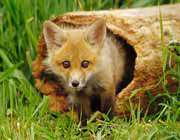 روباه حیله گر