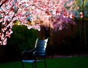 عافیت در آخرالزمان