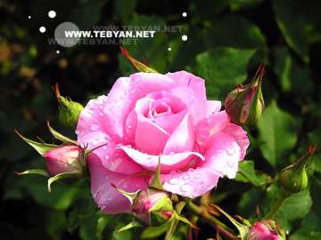 كرامت انسان 