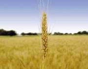 پاداش كسب روزی برای خانواده 