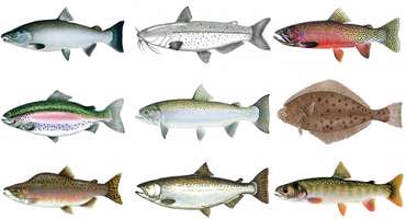 انواع ماهی و خواص آن