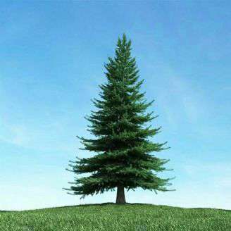 دانلود ترانه کودکانه «سرو سبز تنها»