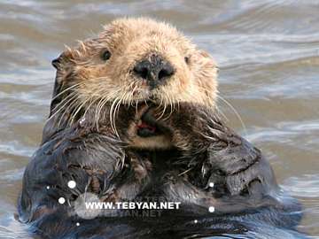 گالري عکس حيوانات