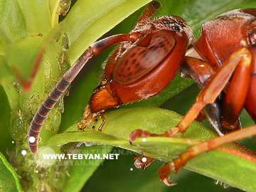 گالري عکس حيوانات