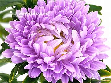 گالري عکس گل ها