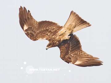 گالري عکس پرندگان