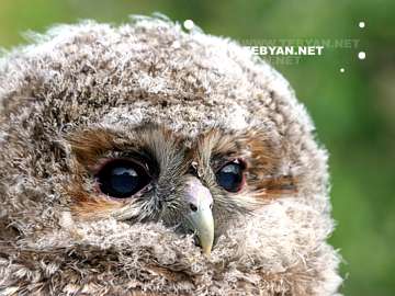 گالري عکس حيوانات