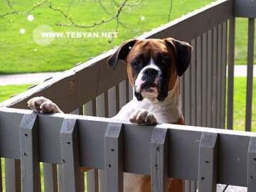 گالري عکس حيوانات