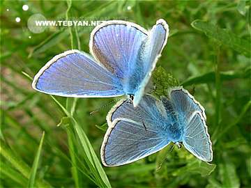 گالري عکس فصل بهار