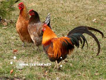 گالري عکس حيوانات