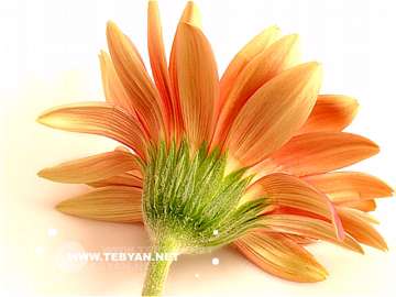 گالري عکس گل ها