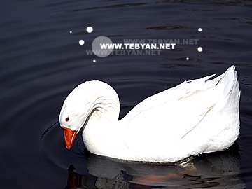 گالري عکس حيوانات