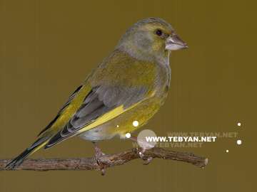 گالري عکس پرندگان