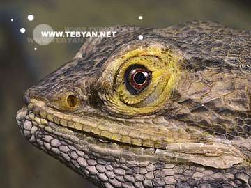 گالري عکس حيوانات