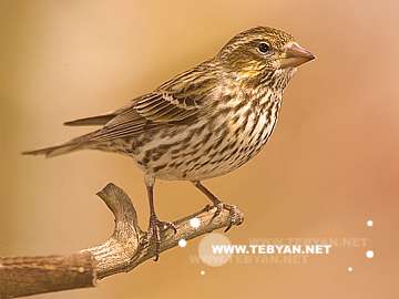 گالري عکس حيوانات