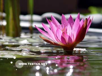 گالري عکس گل ها